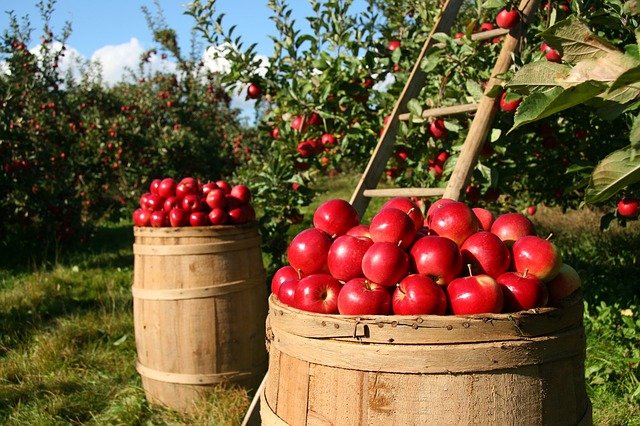 apples-