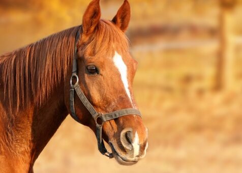 Equestrian (Horses)