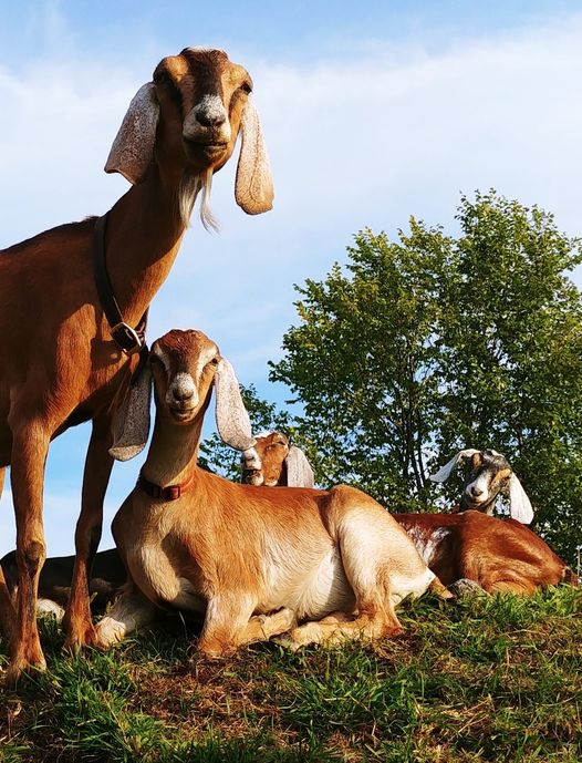 Goat Ridge Farm