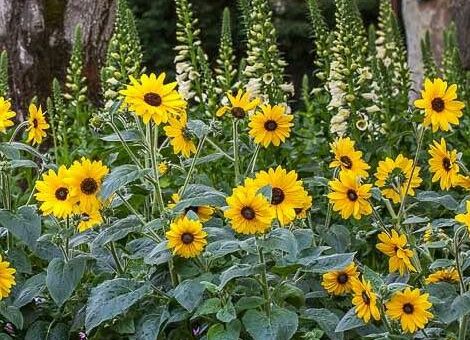 Sunfinity sunflowers