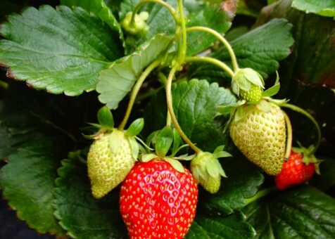 strawberry-plant