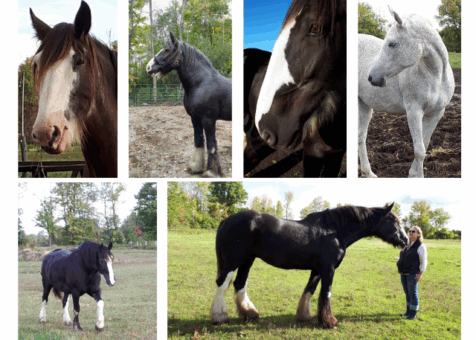 The horse effect – photo collage