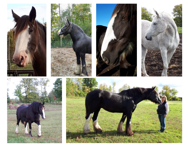 The Horse Effect